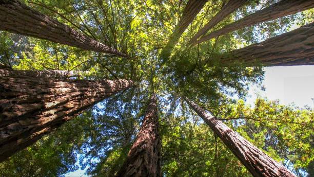 How Our Tree Care Process Works  in Acres Green, CO